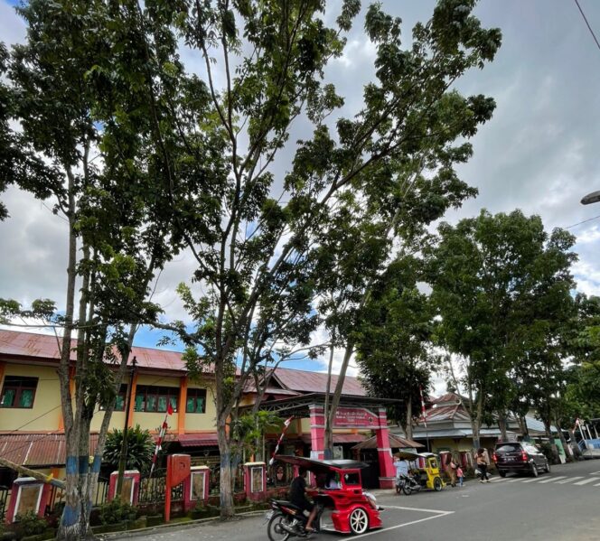 Pepohonan Depan SMP N 1 Kotamobagu Dikeluhkan Warga Sekitar